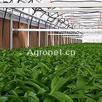 庭院温室 庭院温室 蔬菜温室工程 蔬菜产品博览